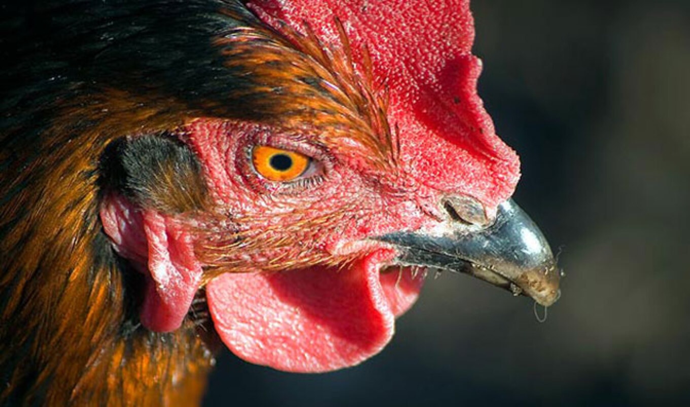 5 Ways Roosters Help Me Stay Sober