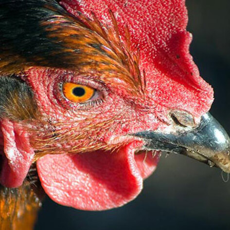 VegNews.RoosterChicken