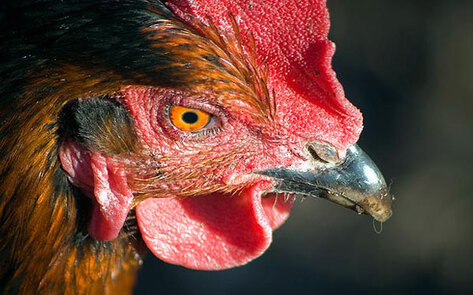 VegNews.RoosterChicken