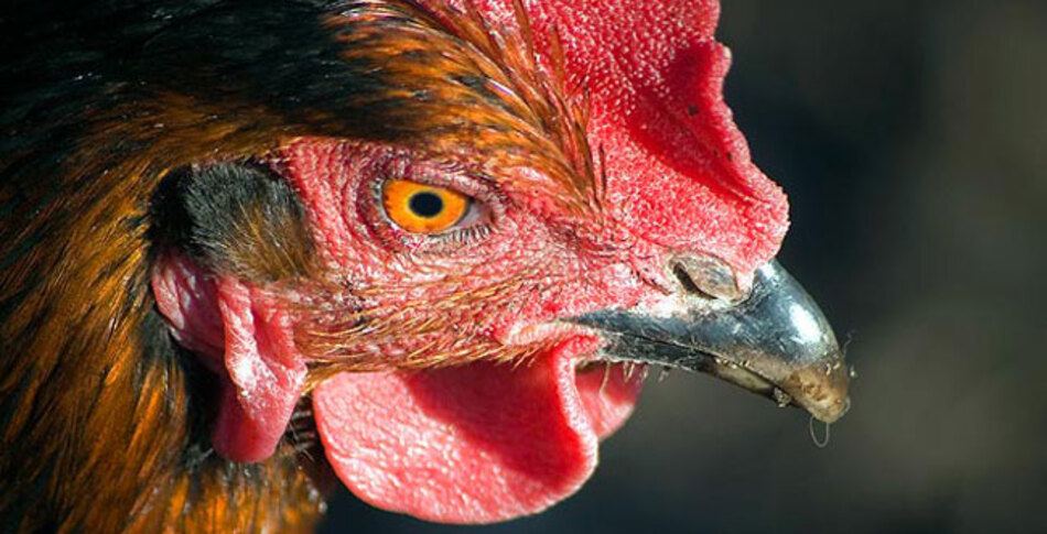 VegNews.RoosterChicken