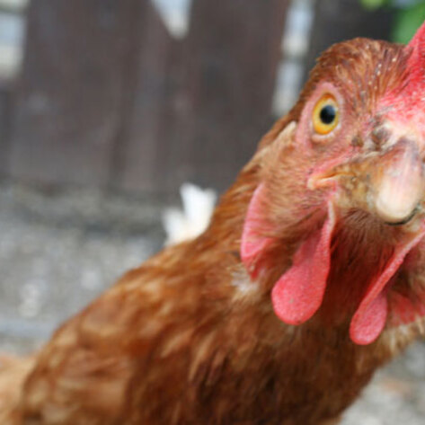 Tyson Employees Expose Co-workers' Animal Abuse