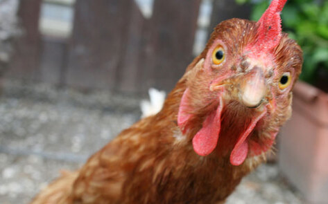 Tyson Employees Expose Co-workers' Animal Abuse