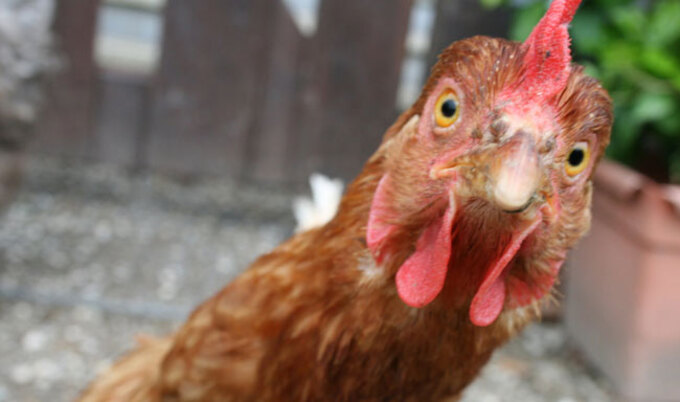 VegNews.ChickenStaring