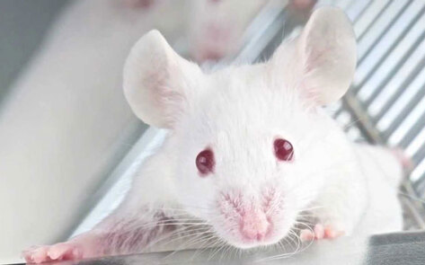 NIH Official Predicts Radical Reduction in Animal Testing