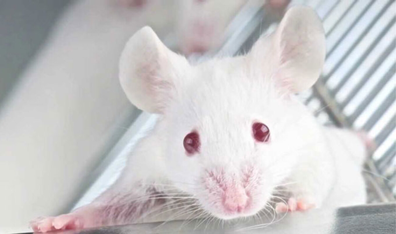 NIH Official Predicts Radical Reduction in Animal Testing