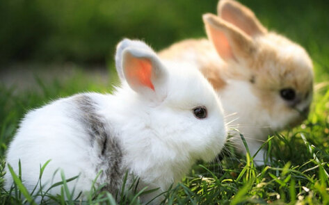 Retailers Sell Real Animal Fur as Faux Fur