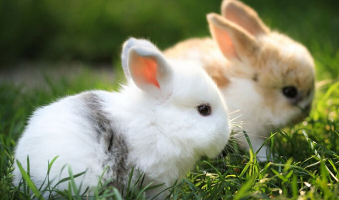 VegNews.Bunnies
