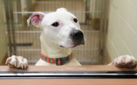 Merger Creates Nation's Largest Animal Shelter