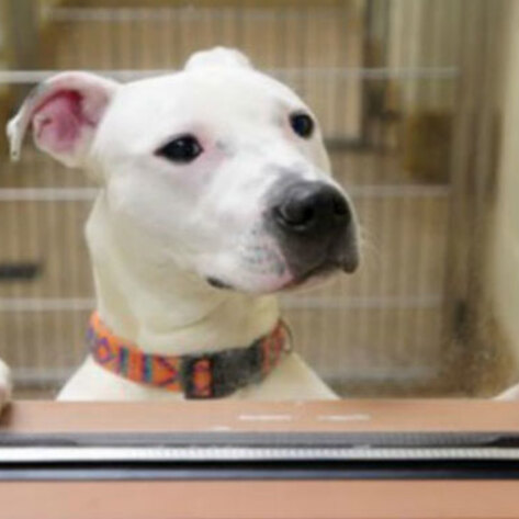 Merger Creates Nation's Largest Animal Shelter