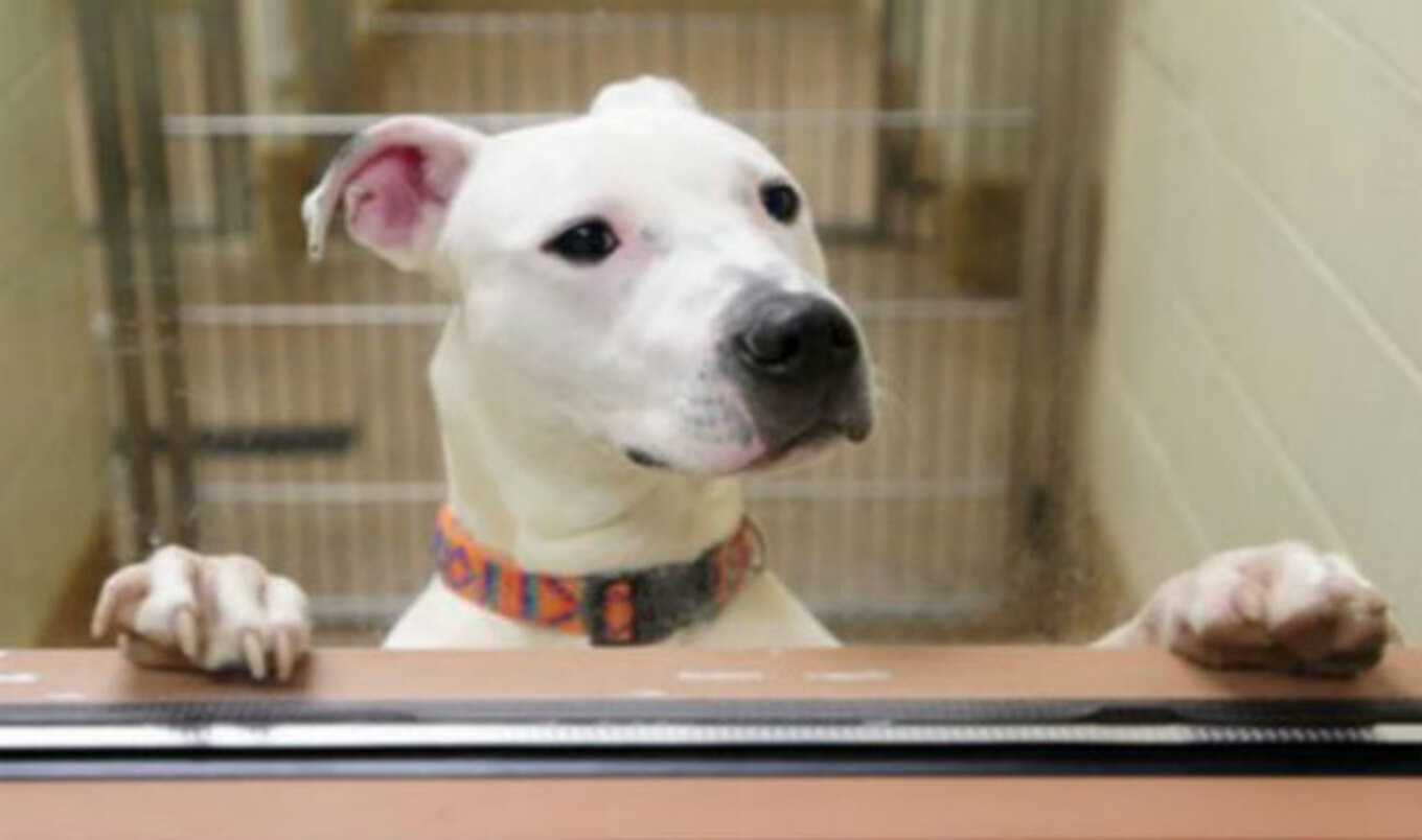 Merger Creates Nation's Largest Animal Shelter