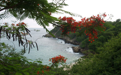 Veg Restaurant WaterCourse Foods Expands to Mexico