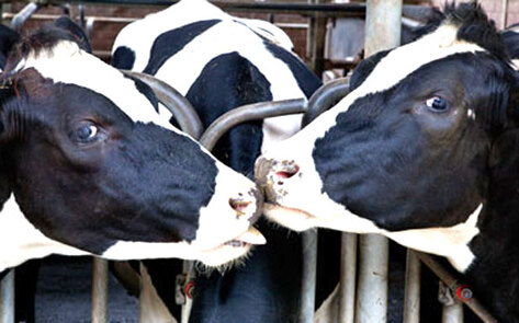 VegNews.DairyCows