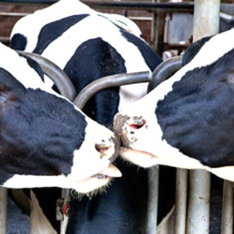 VegNews.DairyCows