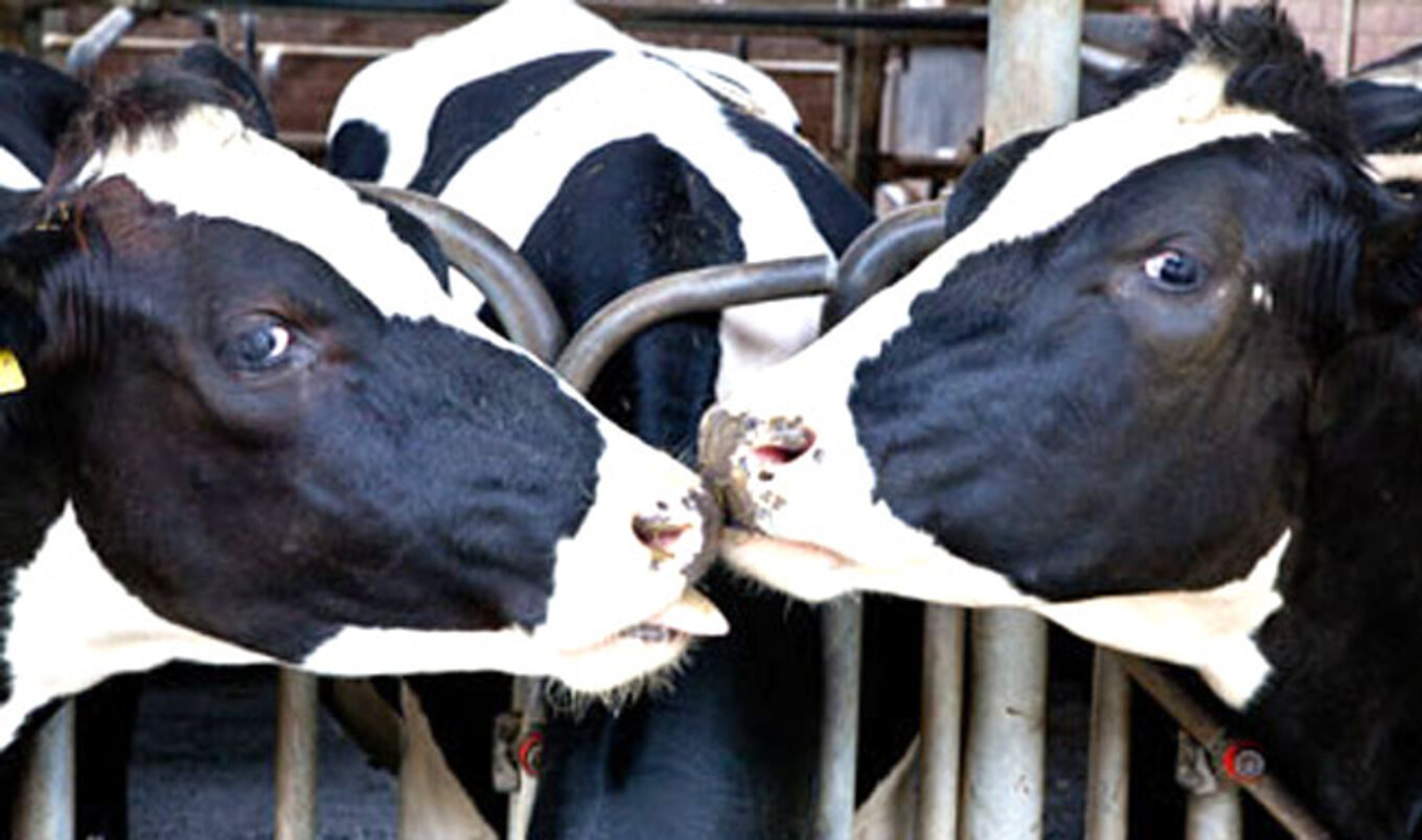 Idaho Dairy Farm Sued for Human Trafficking