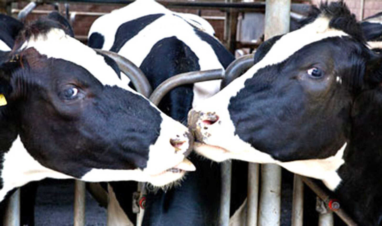 Hawaii Residents Sue Dairy Farm for Discharging Millions of Gallons of Toxic Waste
