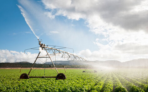 Veganism is Key to World Phosphorous Stability