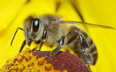 Chemicals Meant to Help Bees Might Hurt Them