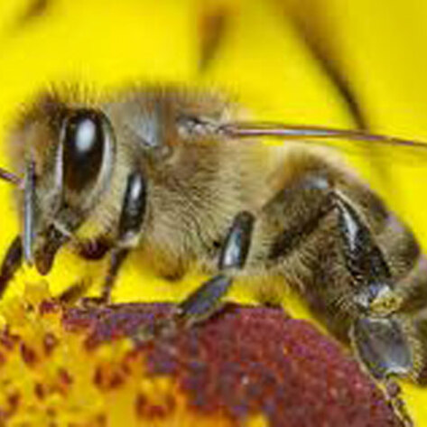 Chemicals Meant to Help Bees Might Hurt Them