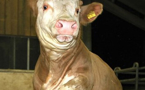 Video: Rescued Cow Does "Happy Dance"