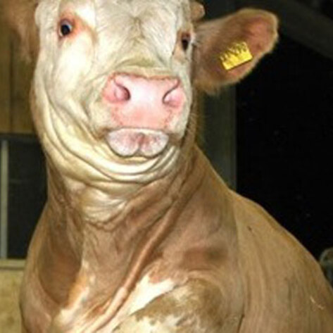 Video: Rescued Cow Does "Happy Dance"