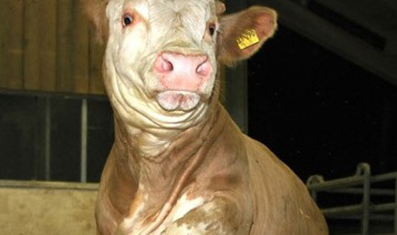 Video: Rescued Cow Does "Happy Dance"