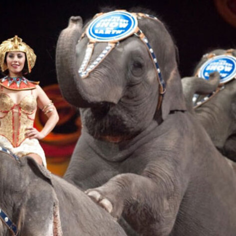 California Bullhook Ban Reaches Governor's Desk