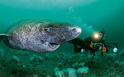 400-Year-Old Shark Breaks Age Record