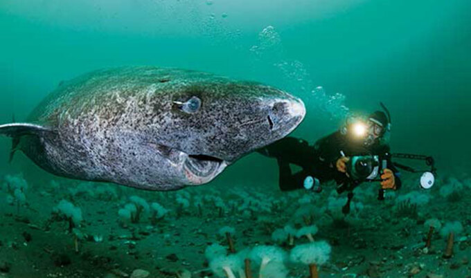 VegNews.GreenlandShark
