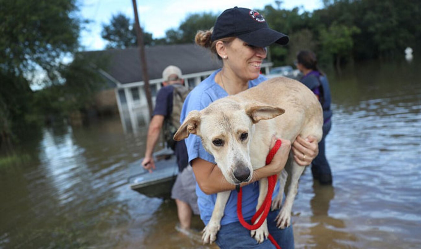 Brave Animal Rescuers Battle Baton Rouge Deluge