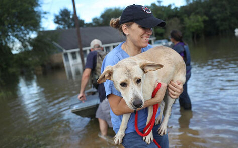 Brave Animal Rescuers Battle Baton Rouge Deluge