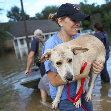Brave Animal Rescuers Battle Baton Rouge Deluge