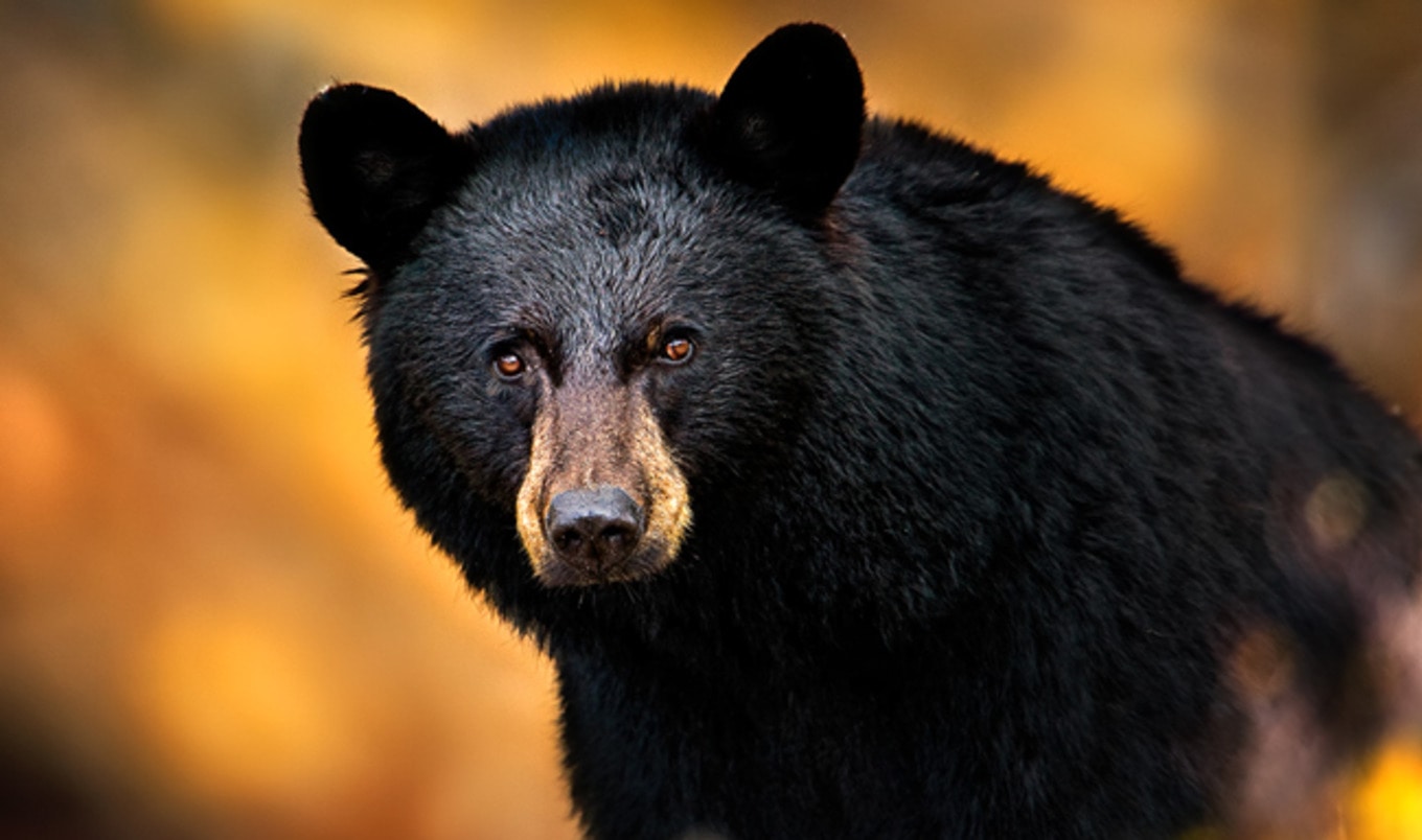 Grotesque Bear Kill Goes Viral, Prompts Government Ban