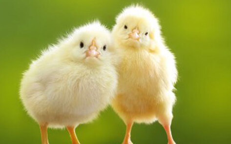 <i>Slate</i> Explores the Chicken's Rise in Animal Protection