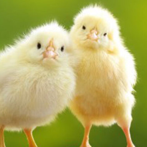 VegNews.Chicks