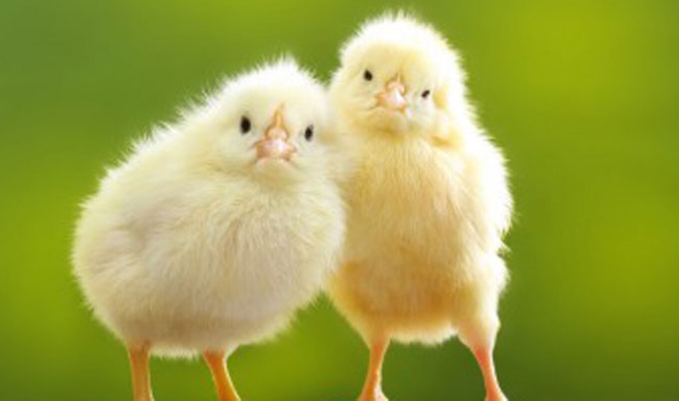3 Things I've Learned Since Working with Chickens