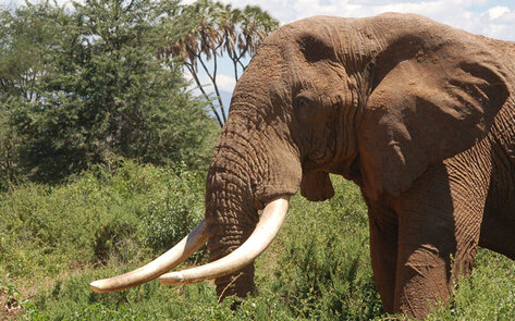 France Bans Trade in Ivory Tusks and Rhino Horns