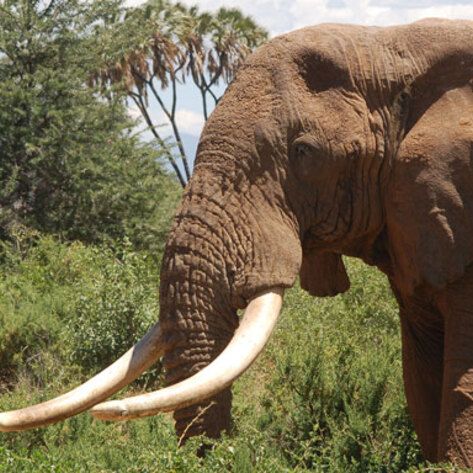 VegNews.ElephantTusks