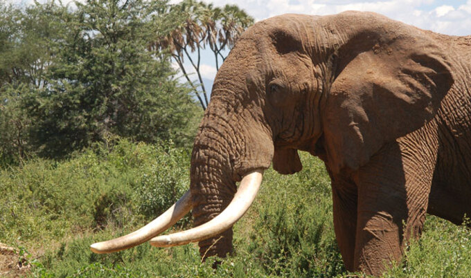 VegNews.ElephantTusks