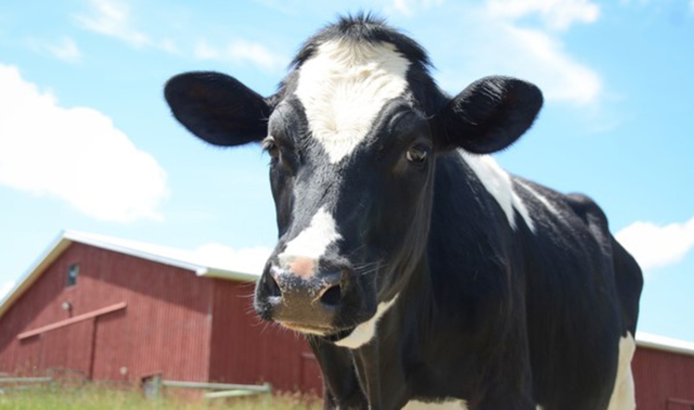 Iowa Dairy Farm Fined $160K for Polluting Water