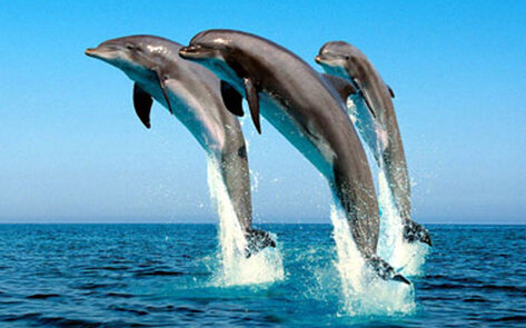 Feds Seek Ban on Swimming with Hawaii's Dolphins