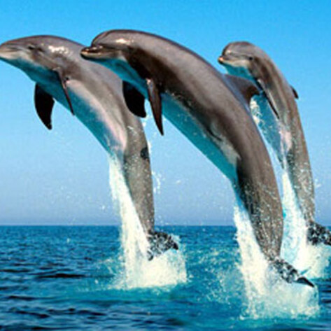 VegNews.SpinnerDolphins