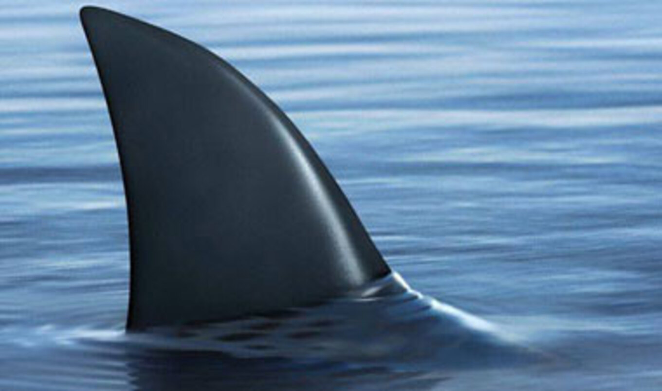 Maryland Senate Approves a Statewide Ban on Shark Fins