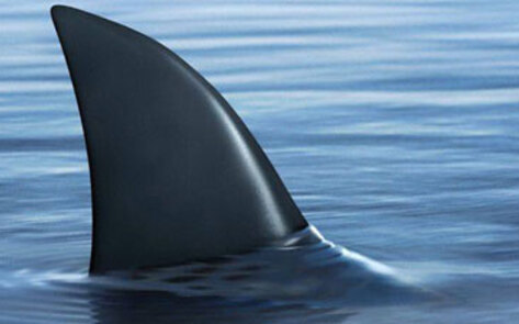 Calif. Approves Shark Bill