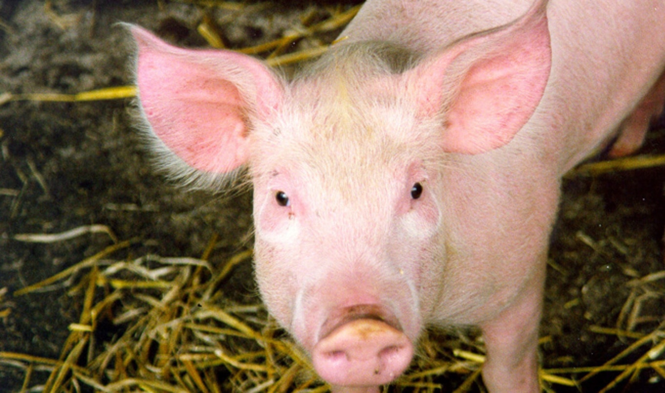 More Animal Abuse Found at Major Hormel Supplier