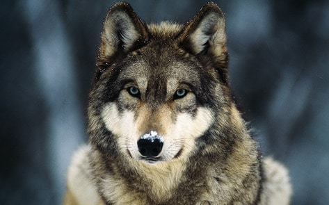 Norway to Kill Wolves to Protect Sheep Industry