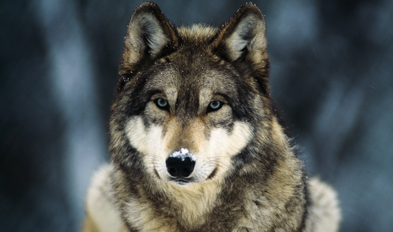 Washington State to Kill Wolf Pack to Protect Profits