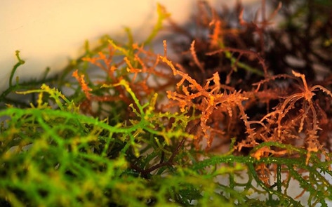 Vegan "Bacon" Made from Seaweed Hits Shelves