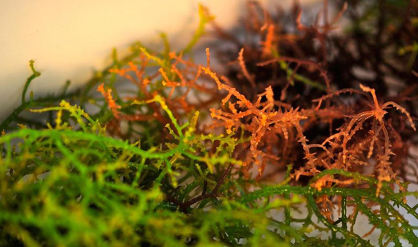 Vegan "Bacon" Made from Seaweed Hits Shelves
