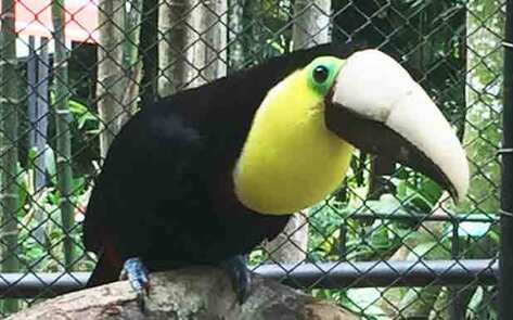 Toucan Given 3D-Printed Beak, Sparks Anti-Cruelty Crusade