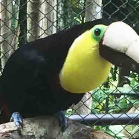 Toucan Given 3D-Printed Beak, Sparks Anti-Cruelty Crusade
